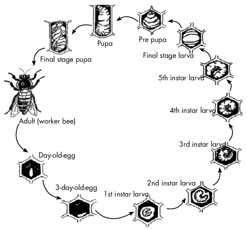 Worker bee lifecycle