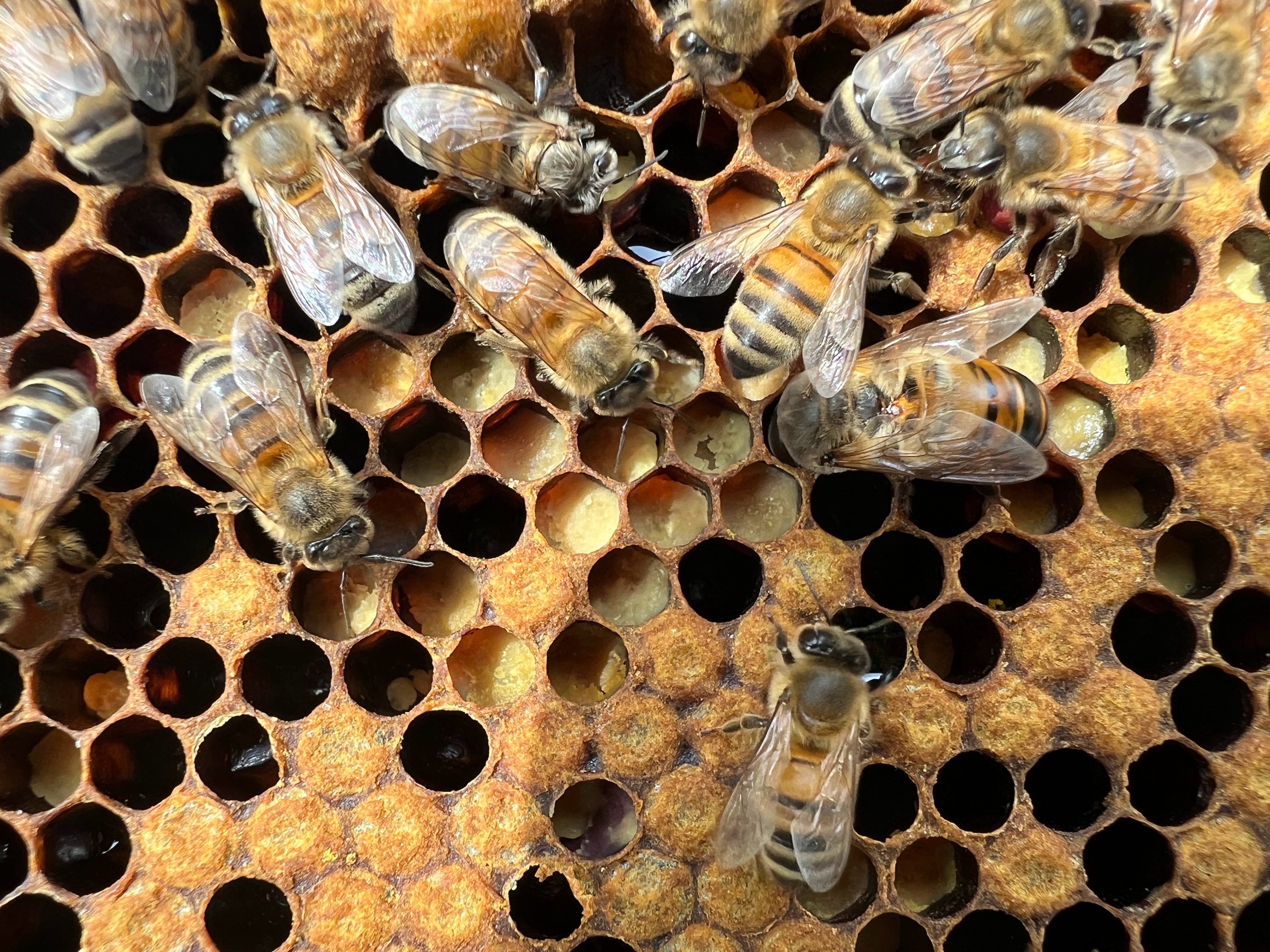 Image showing bee bread packed in cells