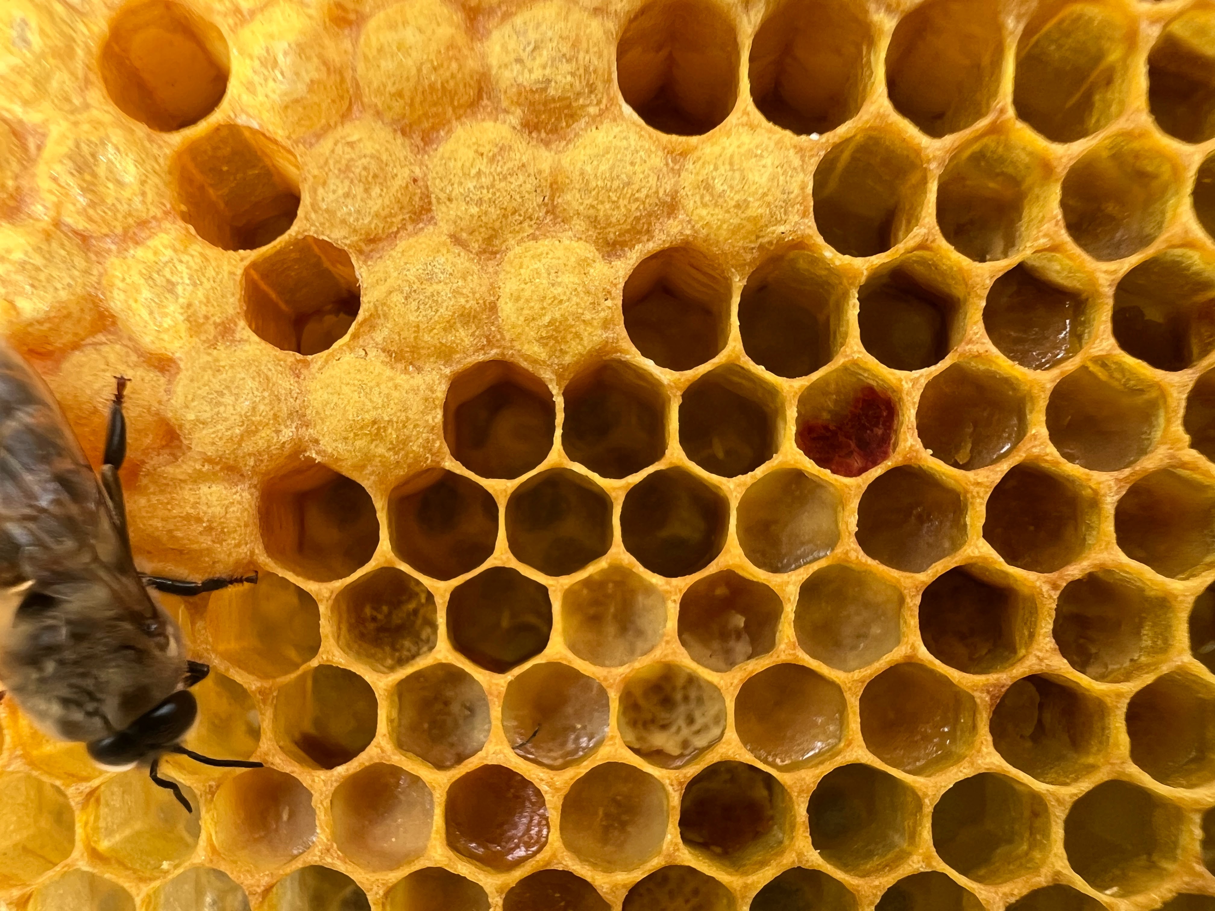 Image showing bee bread packed into cells