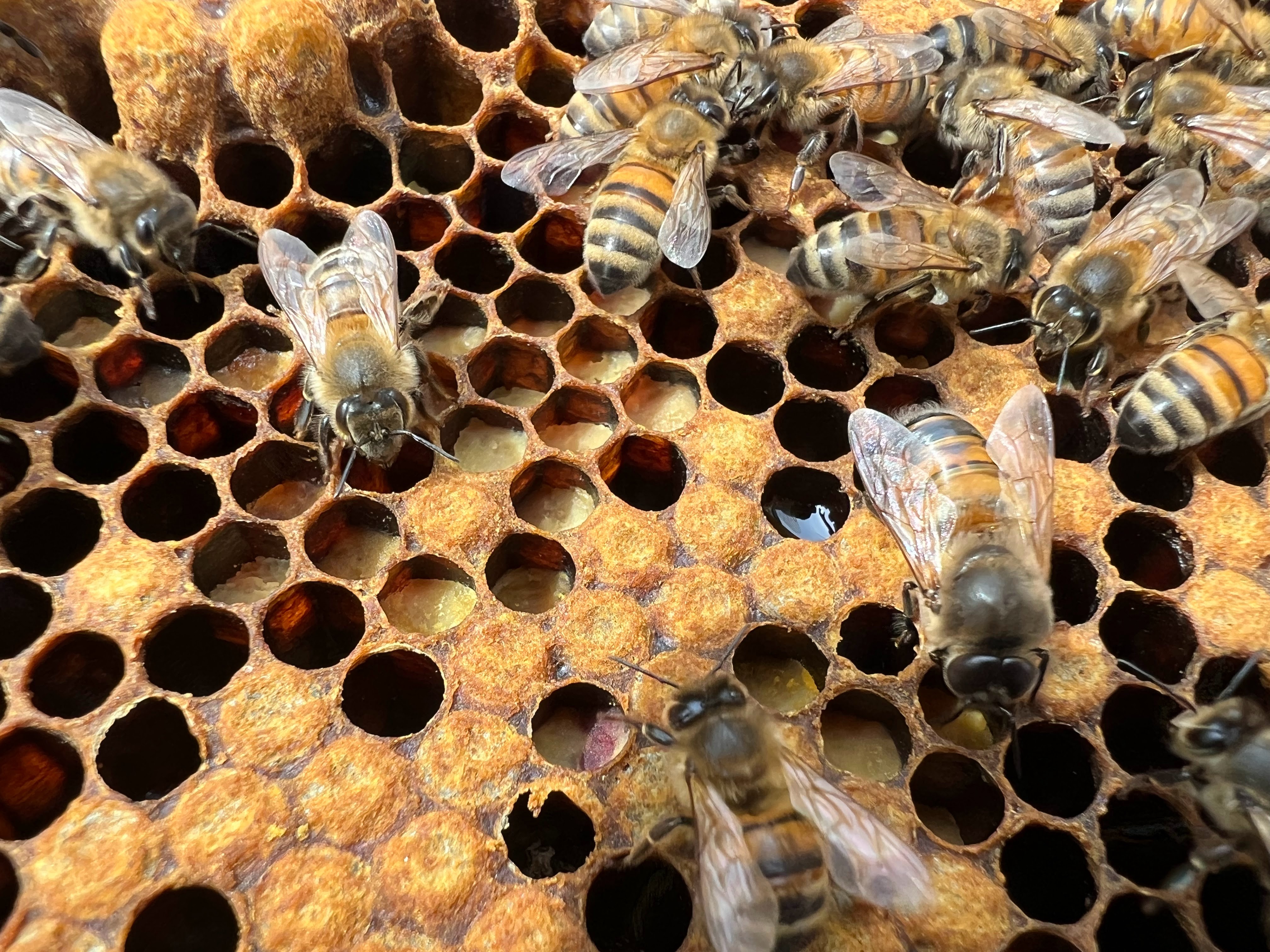 Image showing bee bread packed into cells