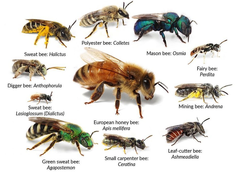 Infographic showing types of bees