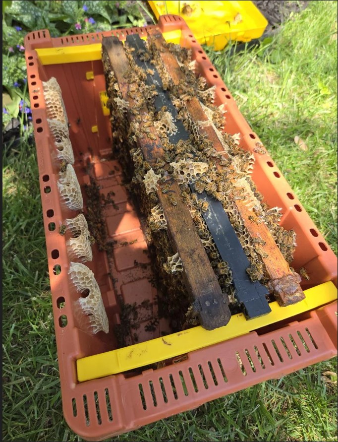 image of burr comb in a nucleus colony (nuc)