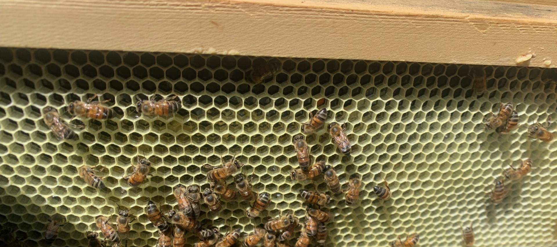 image of newly drawn comb on black plastic foundation