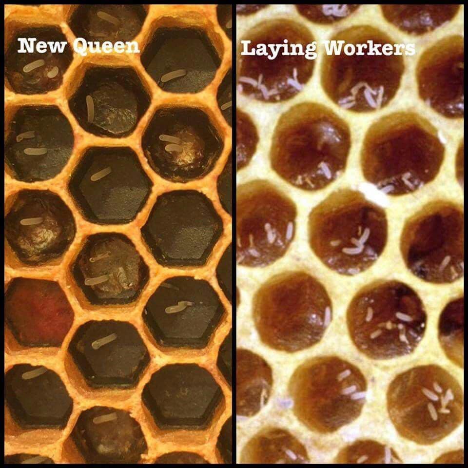 image showing difference between queen laid eggs and a laying worker