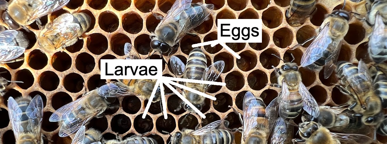 Image showing eggs and larvae in cells