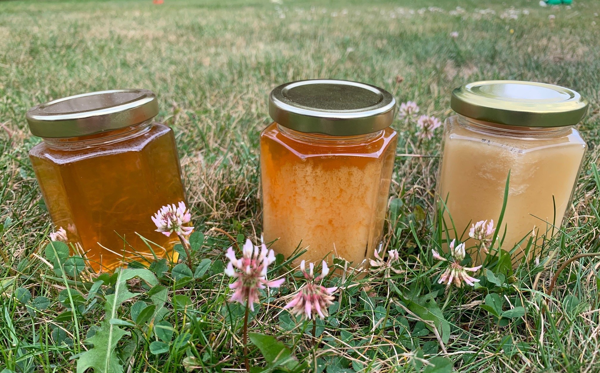 Image showing 3 jars of granulated honey