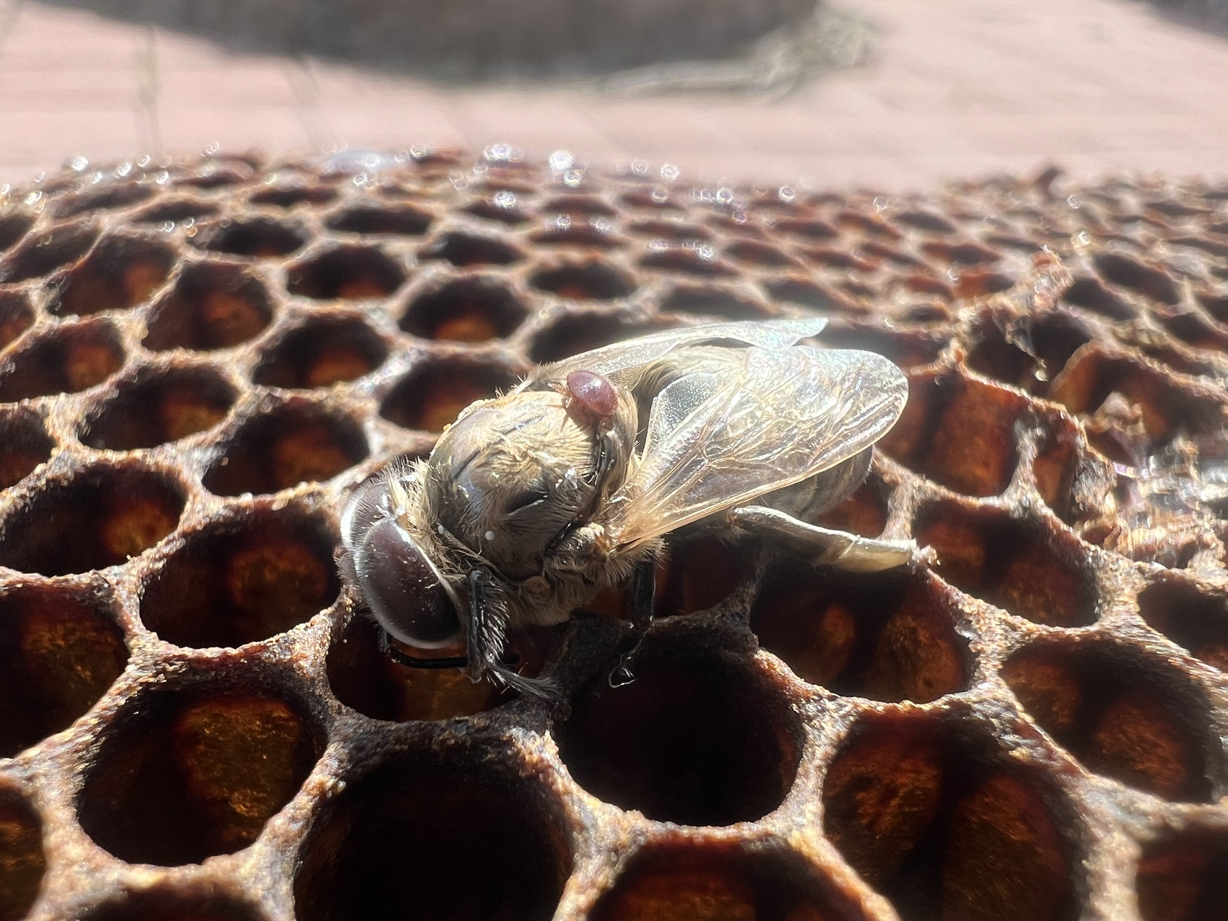 Image of mite on the back of drone