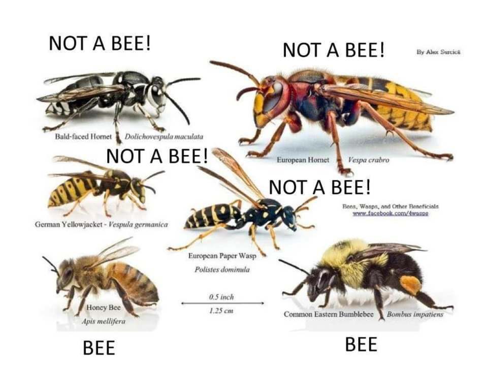 Infographic showing not bees