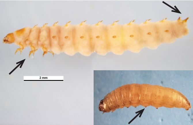 image of a small hive beetle larvae with a wax moth larvae