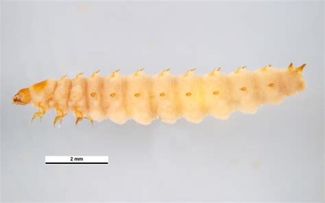 image of a small hive beetle larvae