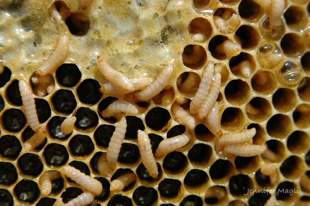 image of a small hive beetle damage