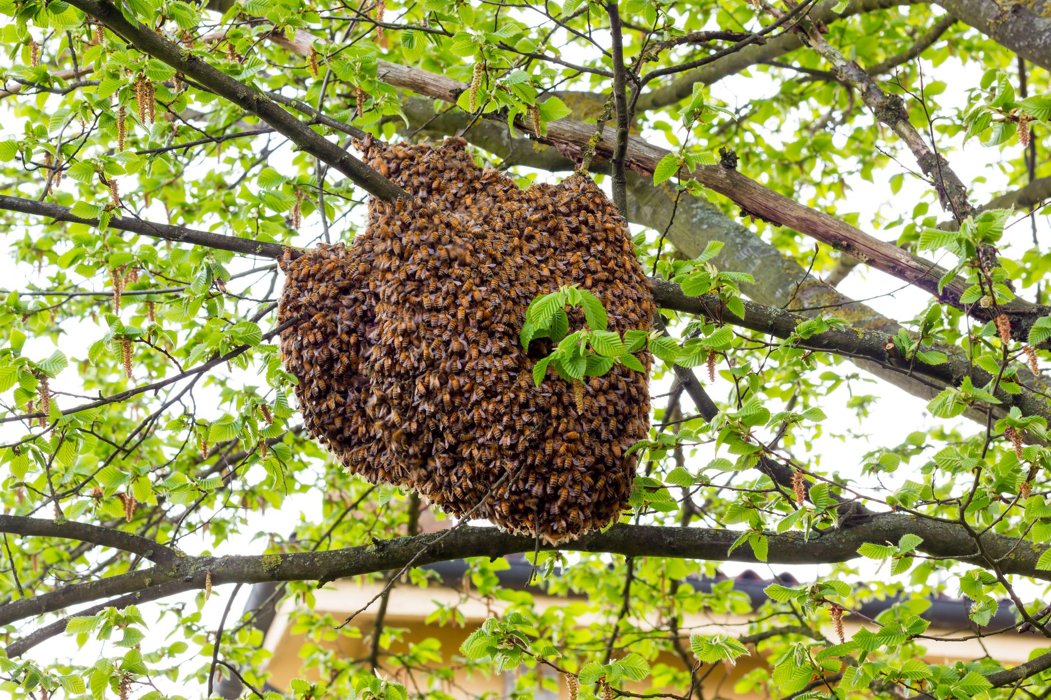 A swarm of bees