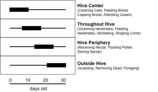 image of temporal polyethism