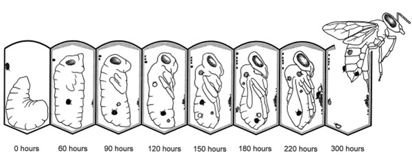 Varroa lifecycle diagram