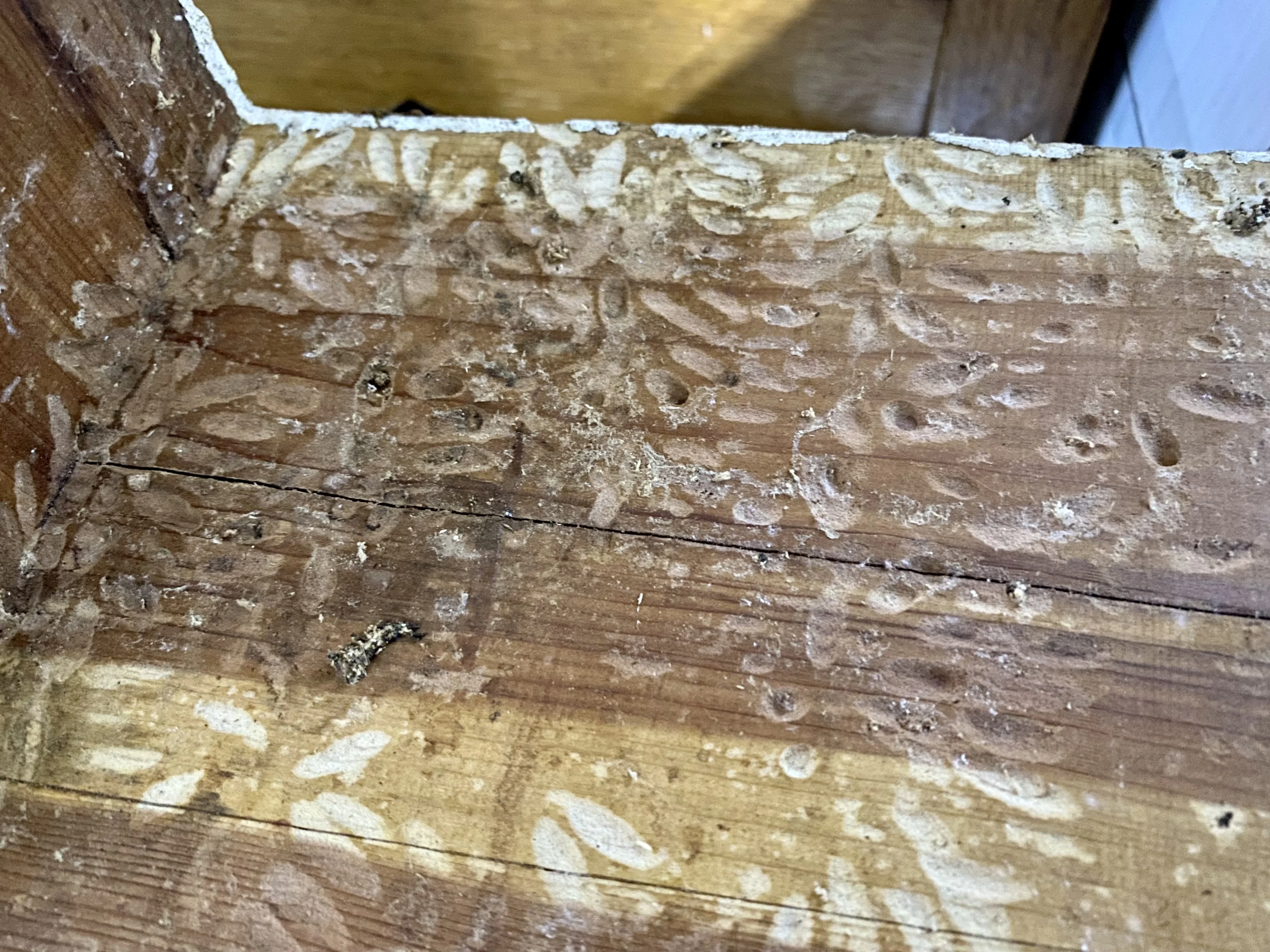 Image showing wax moth damage to inside of woodenware