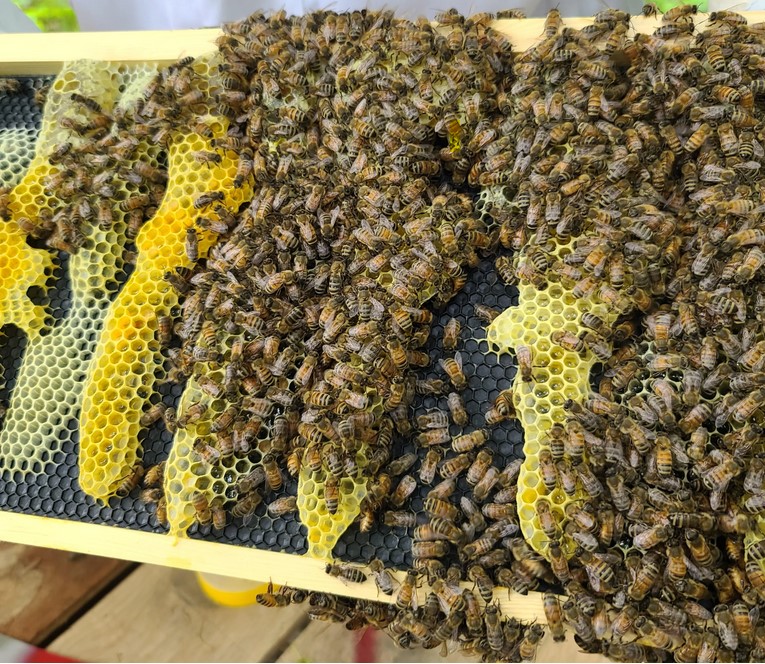 image showing poorly drawn comb on plastic foundation