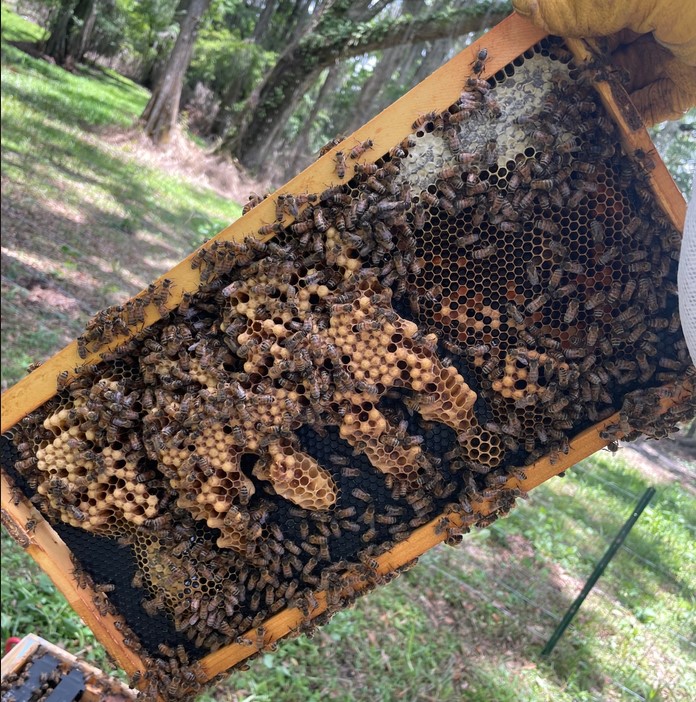 image of wonky drone comb